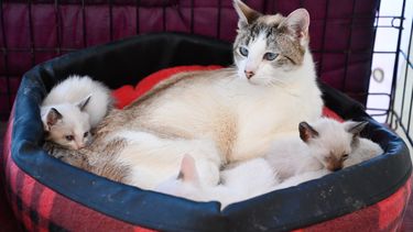 Jornada de adopciones de animales en Trouville: Conciencia sobre el cuidado responsable