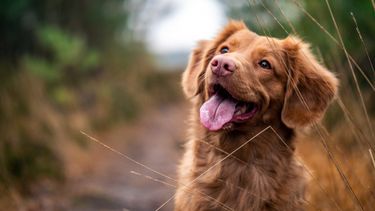 Se realizó una jornada de castración de perros y gatos en Bella Italia
