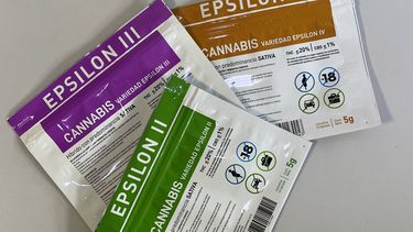 Cannabis: el 46% de los consumidores en el país lo adquieren por la vía legal, según el IRCCA