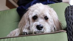 Implementan cédula canina con número de microchip