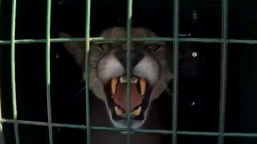 Continúa la búsqueda del puma en Maldonado y transmiten tranquilidad a la población