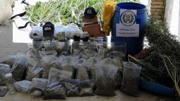 Incautaron bolsas y plantas de marihuana en invernadero clandestino