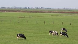 Quesero de San José cerró su establecimiento tras sufrir un copamiento y productores exigen mayor seguridad