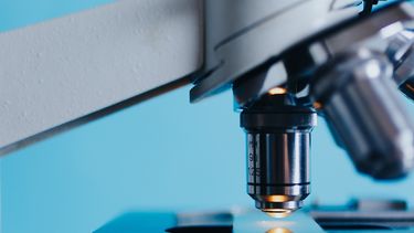 La primera muestra, extraída el 5 de enero, había dado negativa a encefalitis equina, la segunda dio positivo.