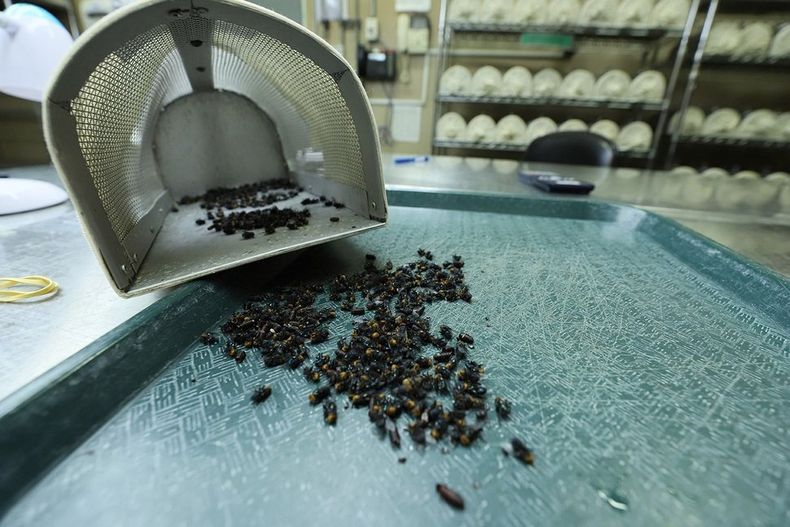 Uruguay comprará estas pupas a una planta panameña con capacidad para producir 100 millones de estas moscas al año.