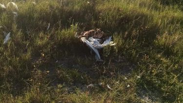 Guía turística alertó sobre primeros cisnes muertos.
