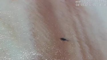 Armada detectó una enorme mancha roja en el agua en Maldonado