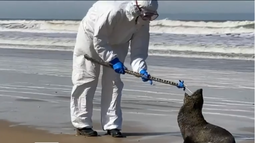 Hisoparon a lobos marinos en las costas de Rocha