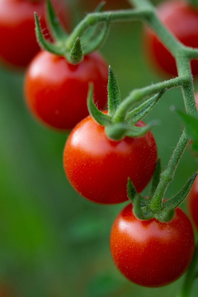 Pérdidas totales de tomates cherry por las fuertes heladas