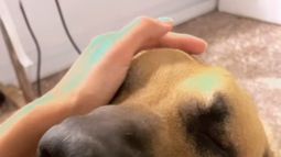 Piden ayuda para Gigante, un perro que apareció abandonado y necesita operarse