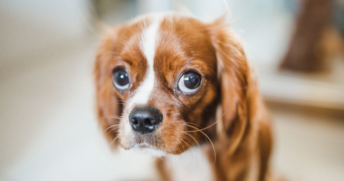 los perros tienen expresiones faciales