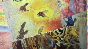LSD