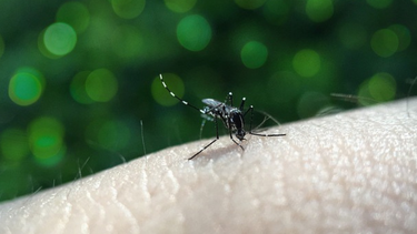 MSP investiga un segundo fallecimiento vinculado al dengue en el país