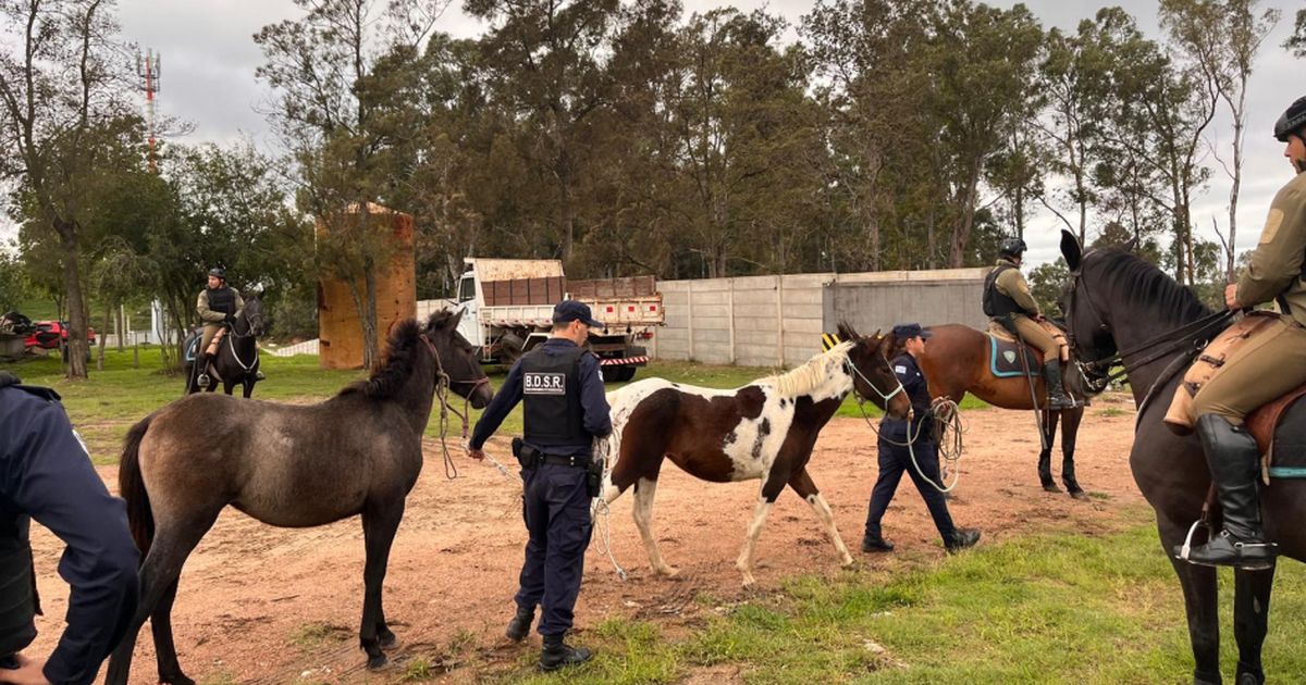 Vecinos de Delta del Tigre reclaman la devolución de caballos incautados y el INBA exige documentación