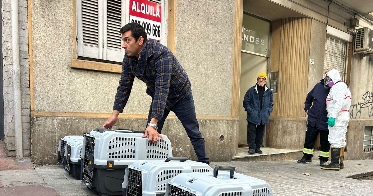 Finalizó el operativo por los gatos: retiraron a los últimos animales y desinfectaron el apartamento