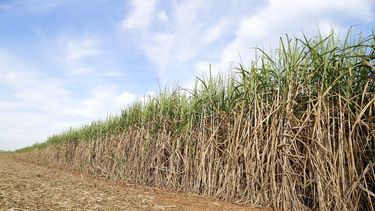 Sindicato de Cañeros de Artigas denunció que hay personas que trabajan a cambio de pasta base en Bella Unión