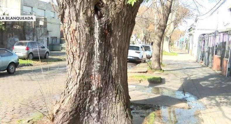 arbol 2