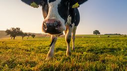 Uruguay suspendió la importación de productos de origen animal de Alemania e Israel por brote de aftosa