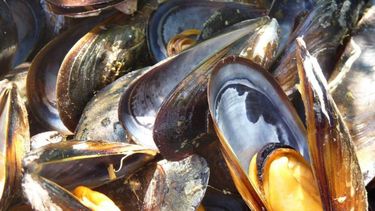 Dinara emitió advertencia por marea roja en Rocha