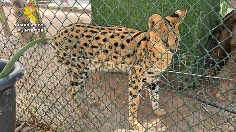 Zoológico clandestino en España.