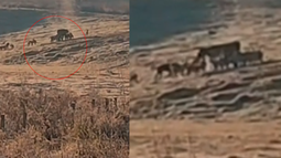Ataque de jaurías a ganado.&nbsp;