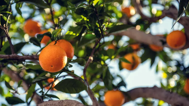 Trabajadores citrícolas que quedaron sin empleo por factores climáticos comenzaron a cobrar un subsidio