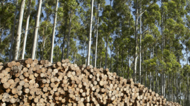 Yamandú Orsi lamentó envió a seguro de paro de trabajadores de Lumin pero descartó trabas arancelarias