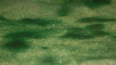 ¿Cuáles son las recomendaciones frente a la aparición de cianobacterias en Canelones?