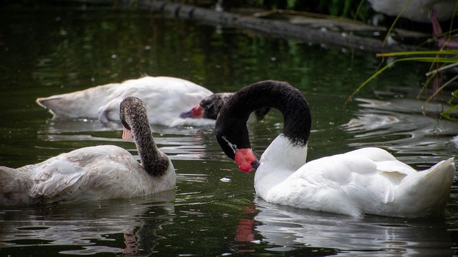 Advertencia de Socobioma por gripe aviar.&nbsp;