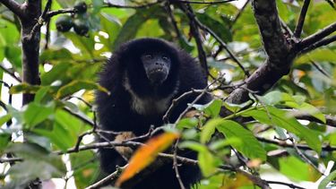 oms denuncia ataques contra monos en brasil por temor a viruela del mono