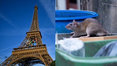 Ratas en París 2024.