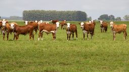Barco con 3.000 vacas provenientes de Uruguay fue bloqueado en su ingreso a Turquía