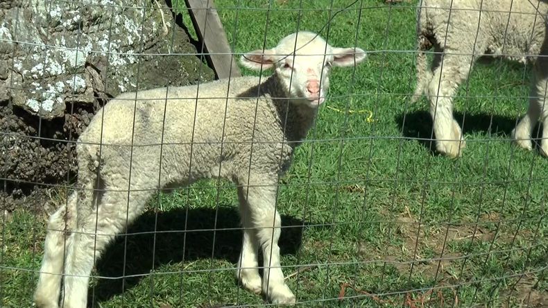 Otro feroz ataque de una jauría de perros dejó decenas de ovejas muertas y otras heridas