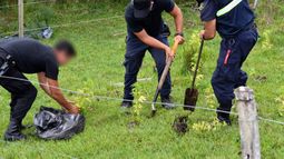 Incautaron casi un centenar de plantas de marihuana en Lavalleja