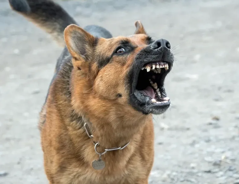 Fue a prisión el dueño de perros que atacaron a varios vecinos