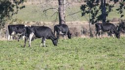 Síndico de Conexión Ganadera vendió 300 cabezas de ganado para cubrir salarios y gastos de funcionamiento