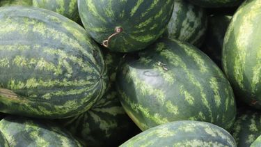 Así son los controles para evitar el contrabando de sandia.