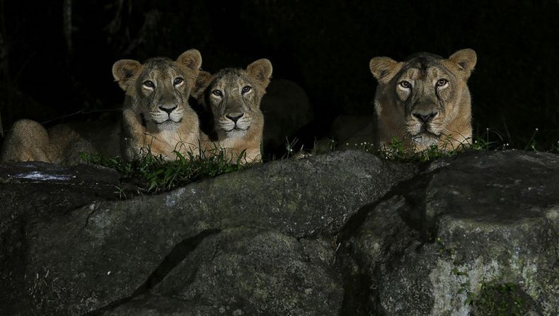 Leones dan positivo en pruebas de detección del coronavirus en Singapur