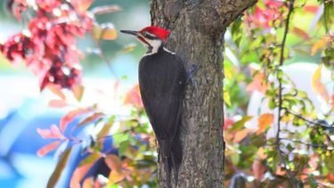 EEUU declara extintas permanentemente a 23 especies