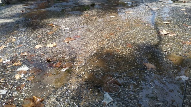 Pérdida de agua de OSE en avenida del Libertador y Galicia. (Foto de archivo)