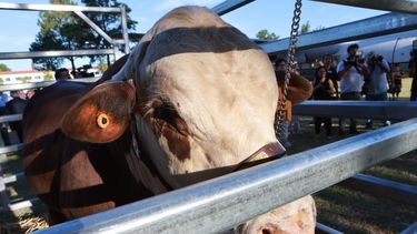Lacalle Pou envió tres toros a Xi Jinping como obsequio diplomático