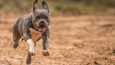 INBA ya había denunciado al dueño de pitbulls en varias ocasiones.
