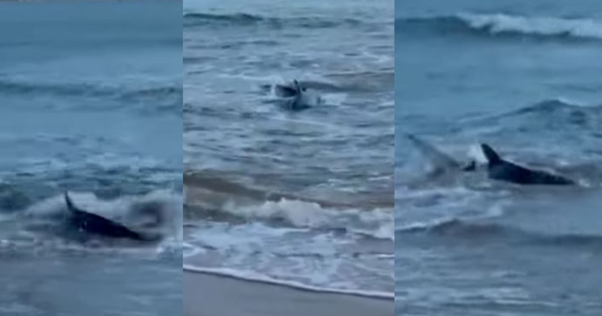 Avistaron un tiburón en Playa Mansa de Punta del E