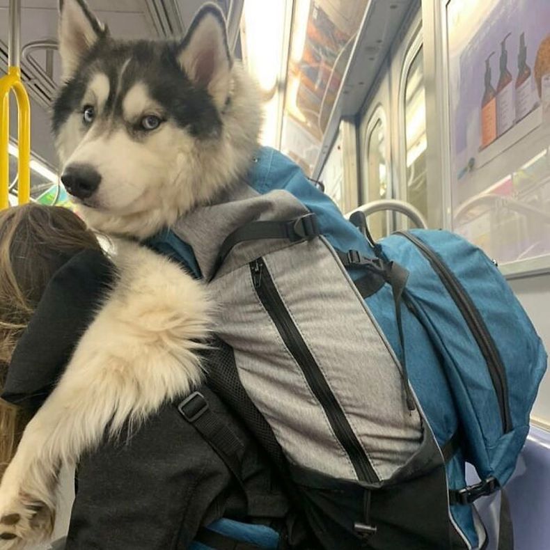 desastre Araña de tela en embudo curva Así viajan los perros bolsa en el metro de Nueva York