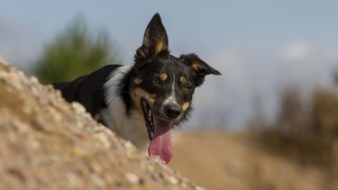 Ante la ola de calor, ¿qué recaudos debemos tomar para con las mascotas?