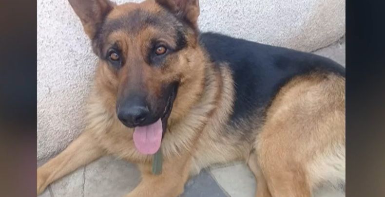 Bienestar Animal sigue de cerca caso de policía que mató a un perro en Colón