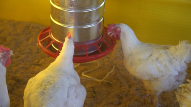 Emergencia sanitaria por gripe aviar suspendida por 60 días