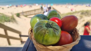 La actividad congregará a más de 30 expositores y habrá cerca de 100 variedades de tomates