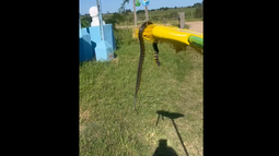 Encontraron una serpiente en una mesa de votación de un circuito rural de Canelones