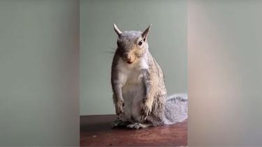 rescato a una ardilla y ahora son inseparables